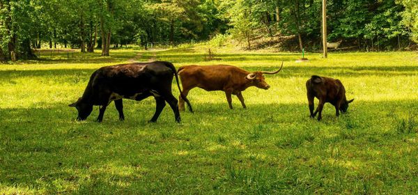 Kursrally bei Zefiro Methane! Eroberung eines gigantischen Marktes! Hier wird die nächste Erfolgsstory gerade zum Leben erweckt!