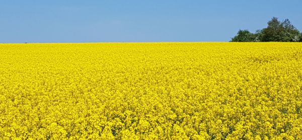 Bayer, MustGrow Biologics und Yara International: So holen Sie sich den 40 % D&uuml;nger-Preissprung in Ihr Portfolio