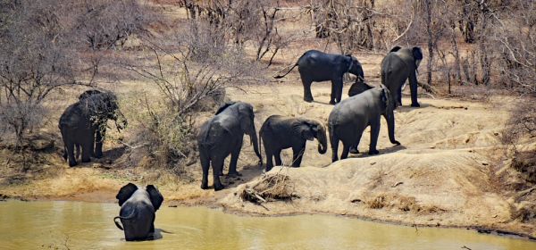 DAX & Gold-Korrektur &ndash; Jetzt zugreifen! 100 % m&ouml;glich bei SAP, Kobo Resources und Oracle