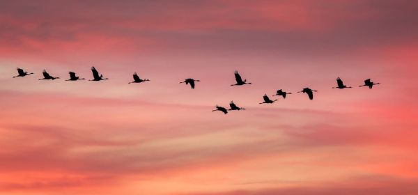 Die Spannung steigt! SpaceX, Volatus Aerospace, Airbus und DroneShield liefern an die NATO und verdienen immer kr&auml;ftiger