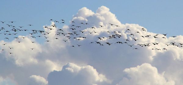 Drohnen, Energiekrise und NASDAQ! Dieses Potpourri sorgt f&uuml;r hohe Kurse bei Droneshield, HPQ Silicon, Siemens Energy und Nordex