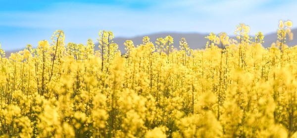 Jetzt geht&acute;s los: Befreiungsschlag f&uuml;r Bayer, Kaufsignal f&uuml;r MustGrow und Kraft Heinz