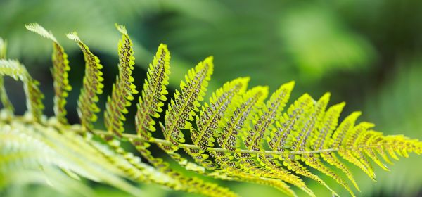 Rendite-Turbo mit KI und Smart Farming! Aufw&auml;rts geht&acute;s mit BASF, MustGrow, SAP und Nestle