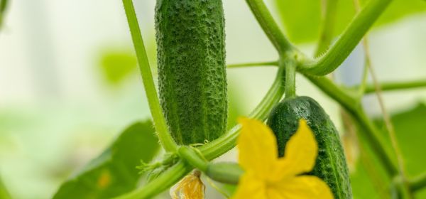 Super-Rally 2026 - wer steigt auf den Rendite-Olymp? Nel ASA, Plug Power, RE Royalties, mutares oder Steyr?