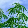 Der nicht-psychoaktive Inhaltsstoff der Cannabis Pflanze wird Cannabidiol (CBD) genannt.
